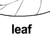 leaf ɫ