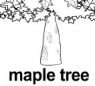 maple tree ɫ