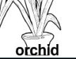 orchid ɫ
