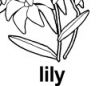 lily ɫ