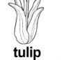 tulip ɫ