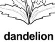 dandelion ɫ