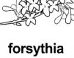 forsythia ɫ