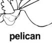 pelican ɫ