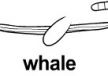 whale ɫ